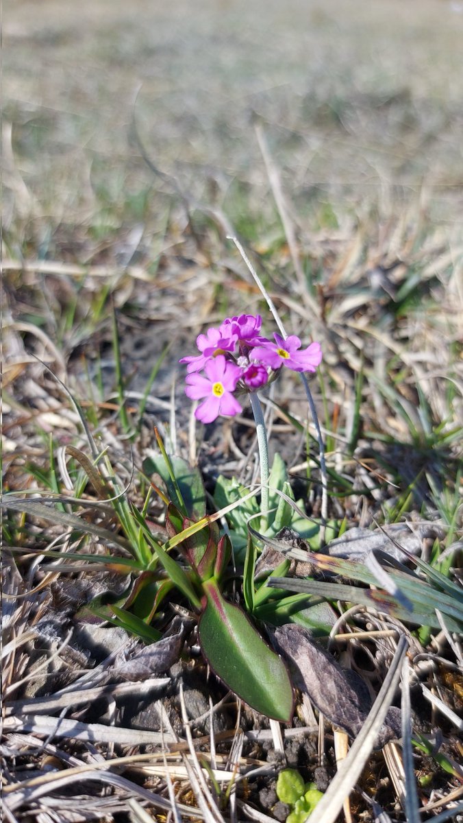 Kadri Koorem tweet media