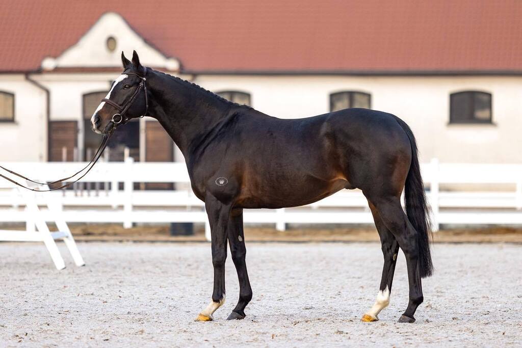 equistapl's tweet photo. Odszedł 9-letni ogier Yucatan (Galileo – Six Perfections/Celtic Swing), utalentowany koń wyścigowy, reproduktor o 100-procentowej skuteczności i wielka duma Stada Ogierów w Łącku 😓
Po nieszczęśliwym wypadku podczas krycia, próba uratowania konia w b… https://t.co/UJTA4qnMi3 https://t.co/USeGKcduY4