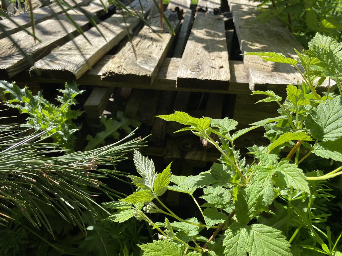 dpsforestschool tweet media