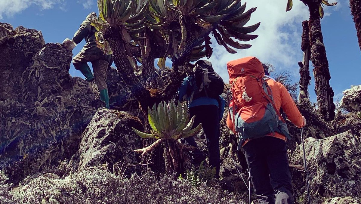 ElgonTrekkers's tweet photo. Standing tall, feeling accomplished, proud, and grateful for the incredible journey that led us to the summit of Wagagai Peak. The challenge was tough, but the reward was worth it.
#mountainerring #hikingadventures #mountelgon #trekkingelgon #wagagaipeak #beatifulview https://t.co/6zp3D0YAS9