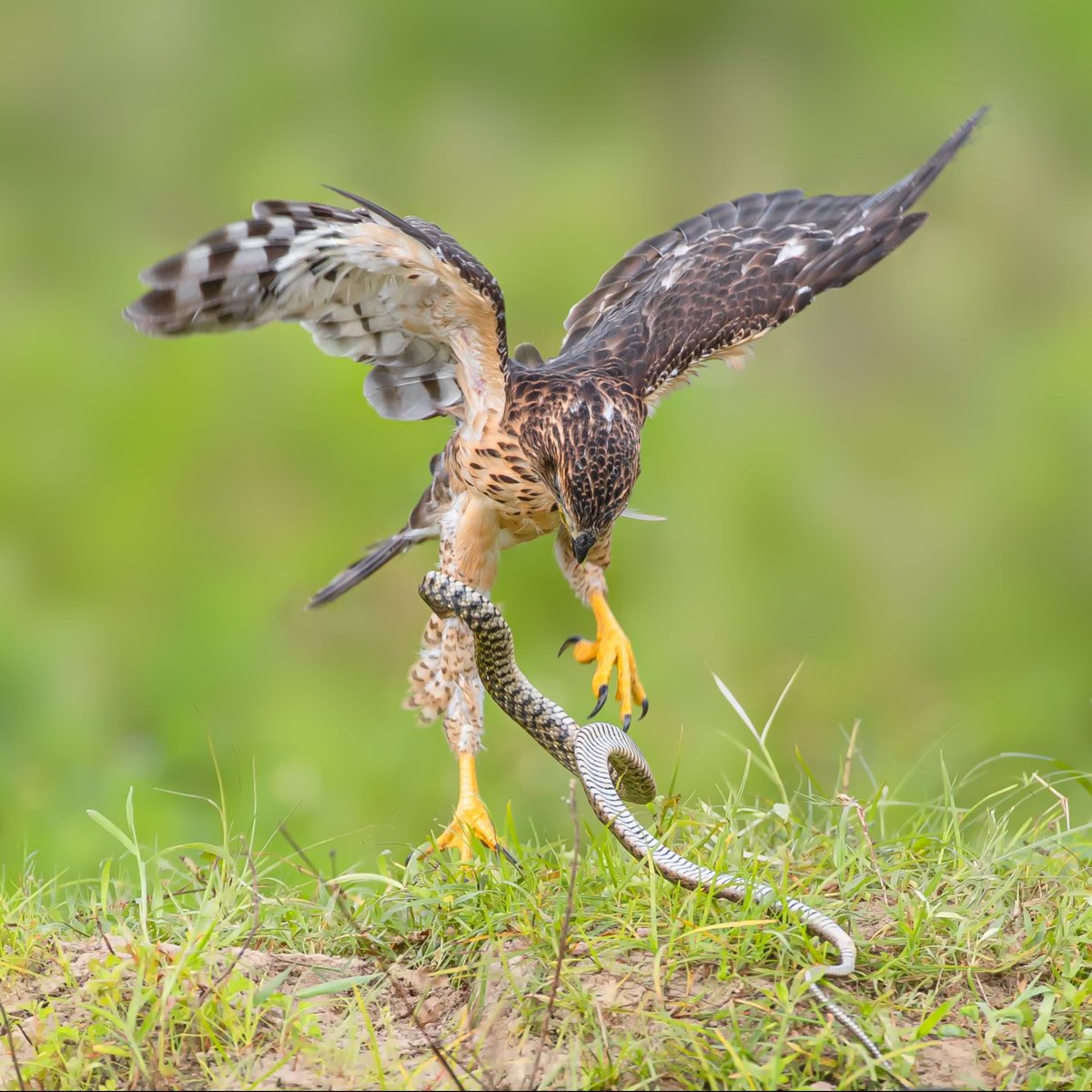 Caption This😏

#Birds #LovelyBirdsInChina
#CaptionThis