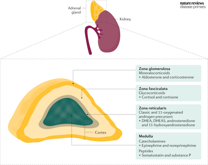 DiseasePrimers's tweet photo. #Adrenal insufficiency is an #endocrine disorder characterized by adrenal hypofunction, leading to inadequate production of #glucocorticoids, especially #cortisol.

https://t.co/jRKS5JBMeM https://t.co/5nT3XjxdDm