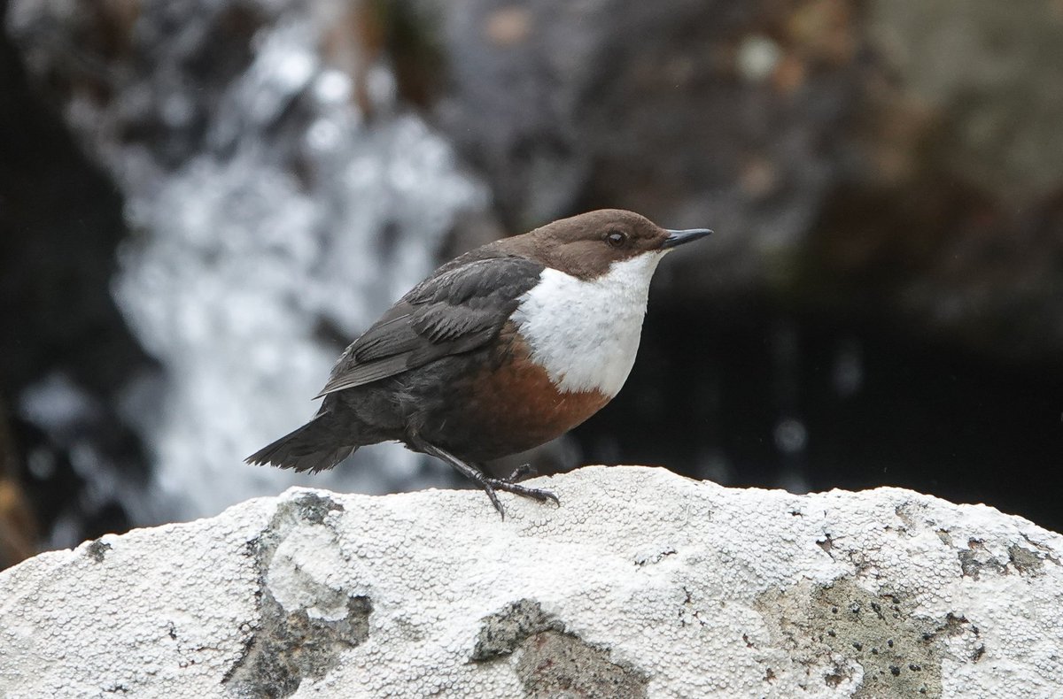 StKildaNTS's tweet photo. The big question today is how on earth has a Dipper made it to #StKilda?!? First archipelago record this morning, just doing what Dippers do, buzzing up and down the burn in Abhainn Mhor 😯 @HebridesBirds @BirdGuides @N_T_S https://t.co/i2qHFW3ReW