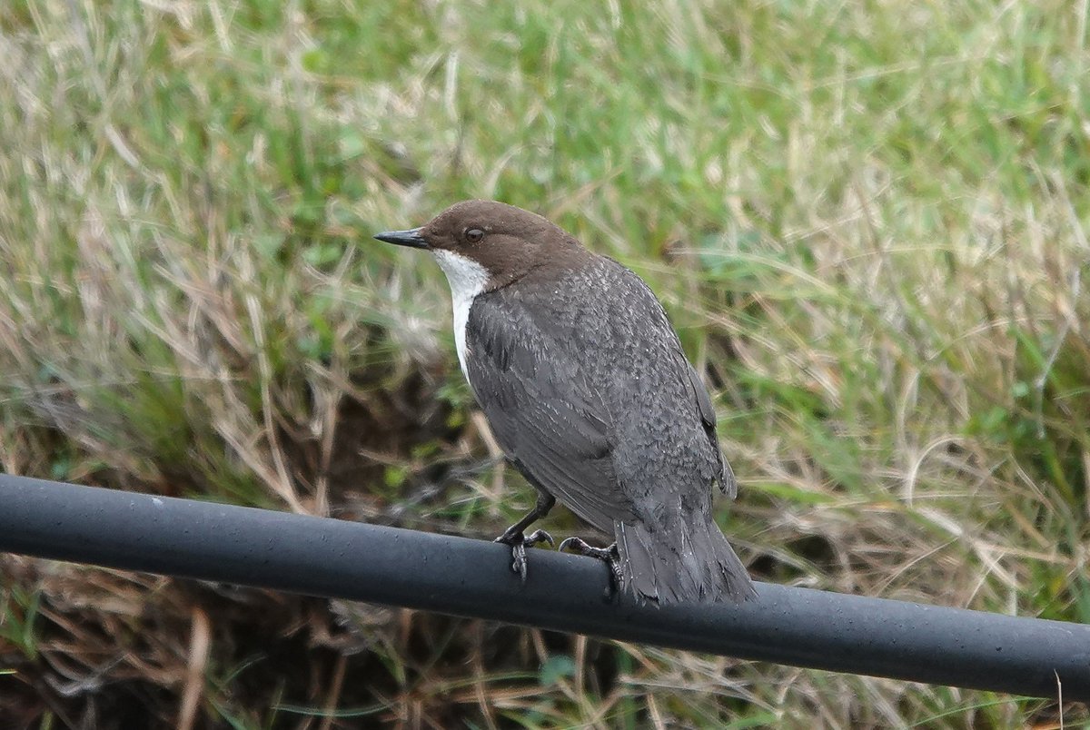 StKildaNTS's tweet photo. The big question today is how on earth has a Dipper made it to #StKilda?!? First archipelago record this morning, just doing what Dippers do, buzzing up and down the burn in Abhainn Mhor 😯 @HebridesBirds @BirdGuides @N_T_S https://t.co/i2qHFW3ReW