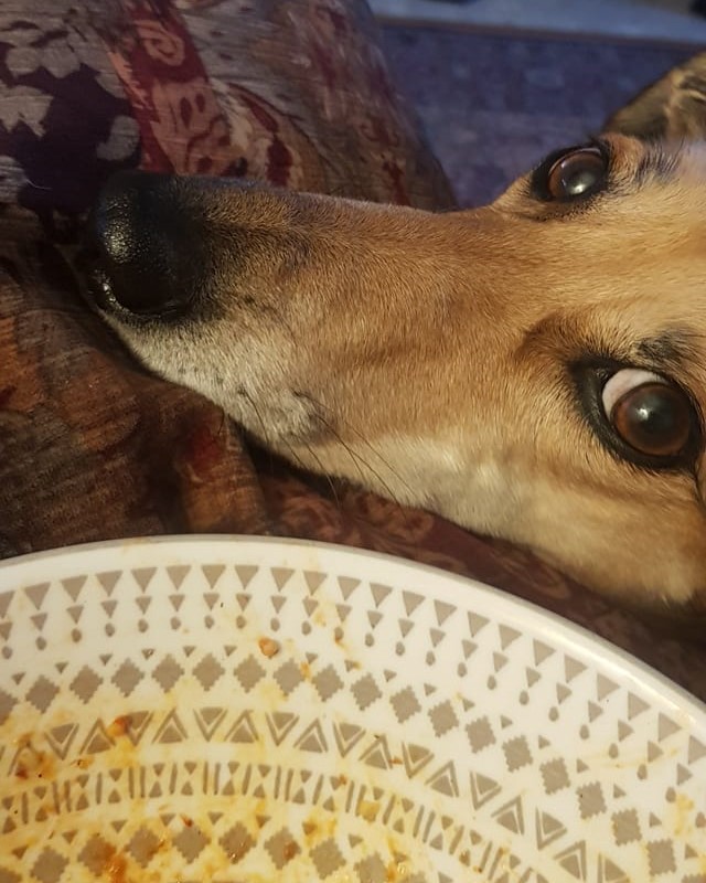 It's #EatWhatYouWantDay & whilst Floss thinks that means she's entitled to her mum's dinner, sadly for her, she didn't get any as dogs just can't 'eat what they want'. Many foods that we enjoy so much are poisonous to our four-legged friends. More details foreverhoundstrust.org/why-dogs-cant-…
