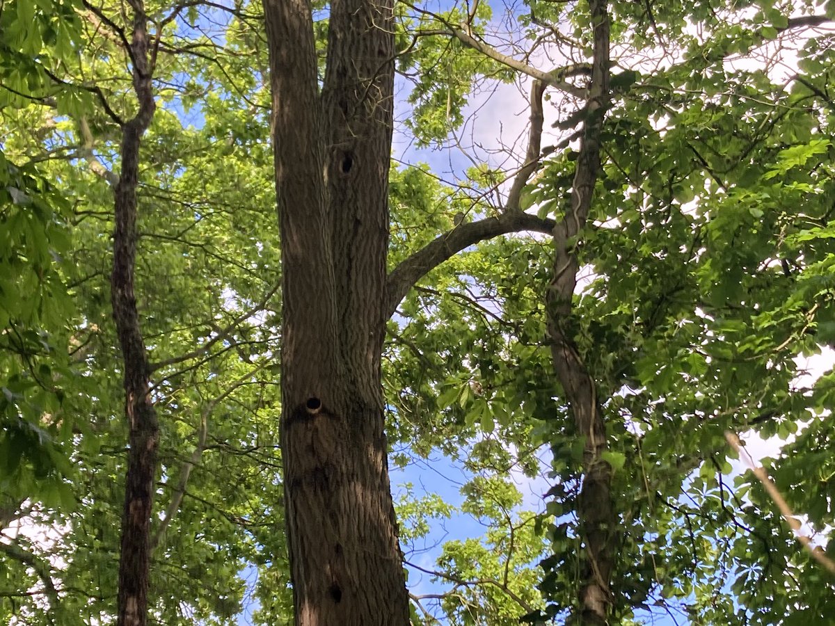 New Green Woodpecker nest found on my lunch break.   Some nice Fresh (wet) chips at base of tree &amp; Fresh hole in a tree with old Green WP holes.
A 2nd potential nest found nearby too  which was nice with calm by Green WP on edge of wood <a href="/lesserspotnet/">LesserSpot Network</a> .  #Britishwoodpeckers
