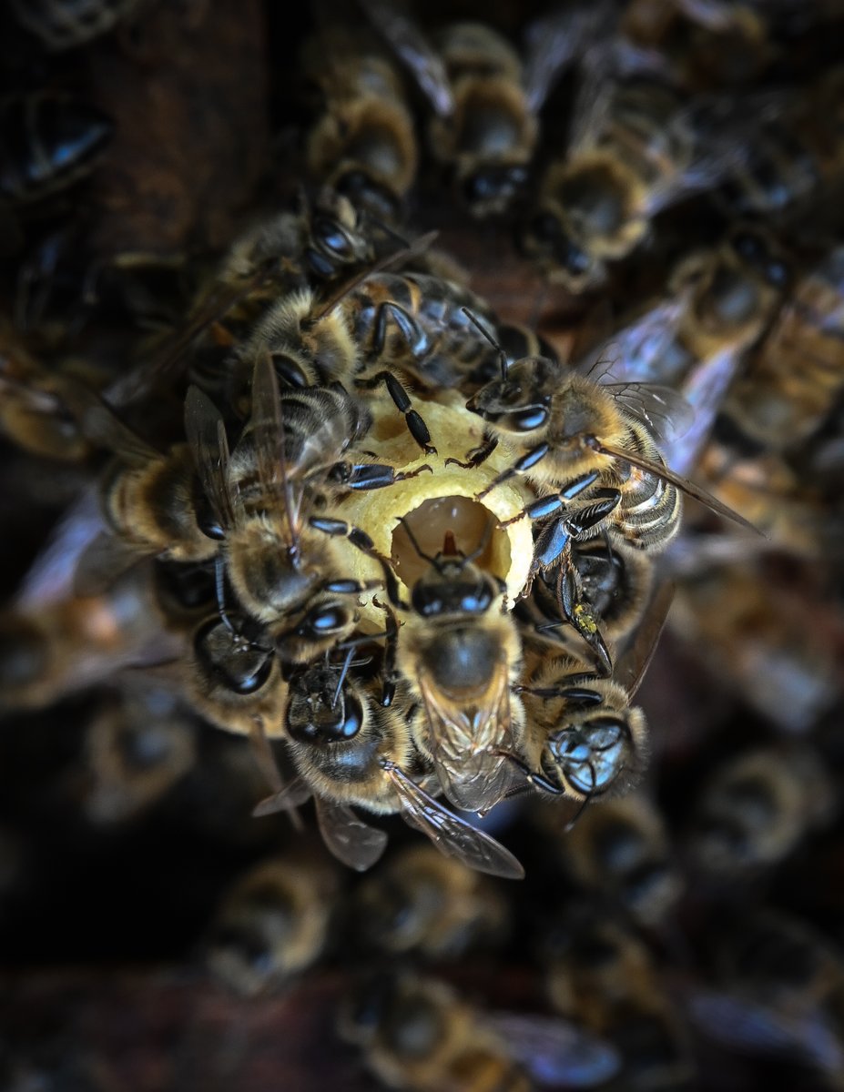 This is a queen cell and you can see the worker girl (not in focus sadly) with her little tongue out feeding the larva with royal jelly! 
#honeybees #beekeeper #beekeeping #apiary #apiarylife #beehive #queencell #workerbees #queenbee