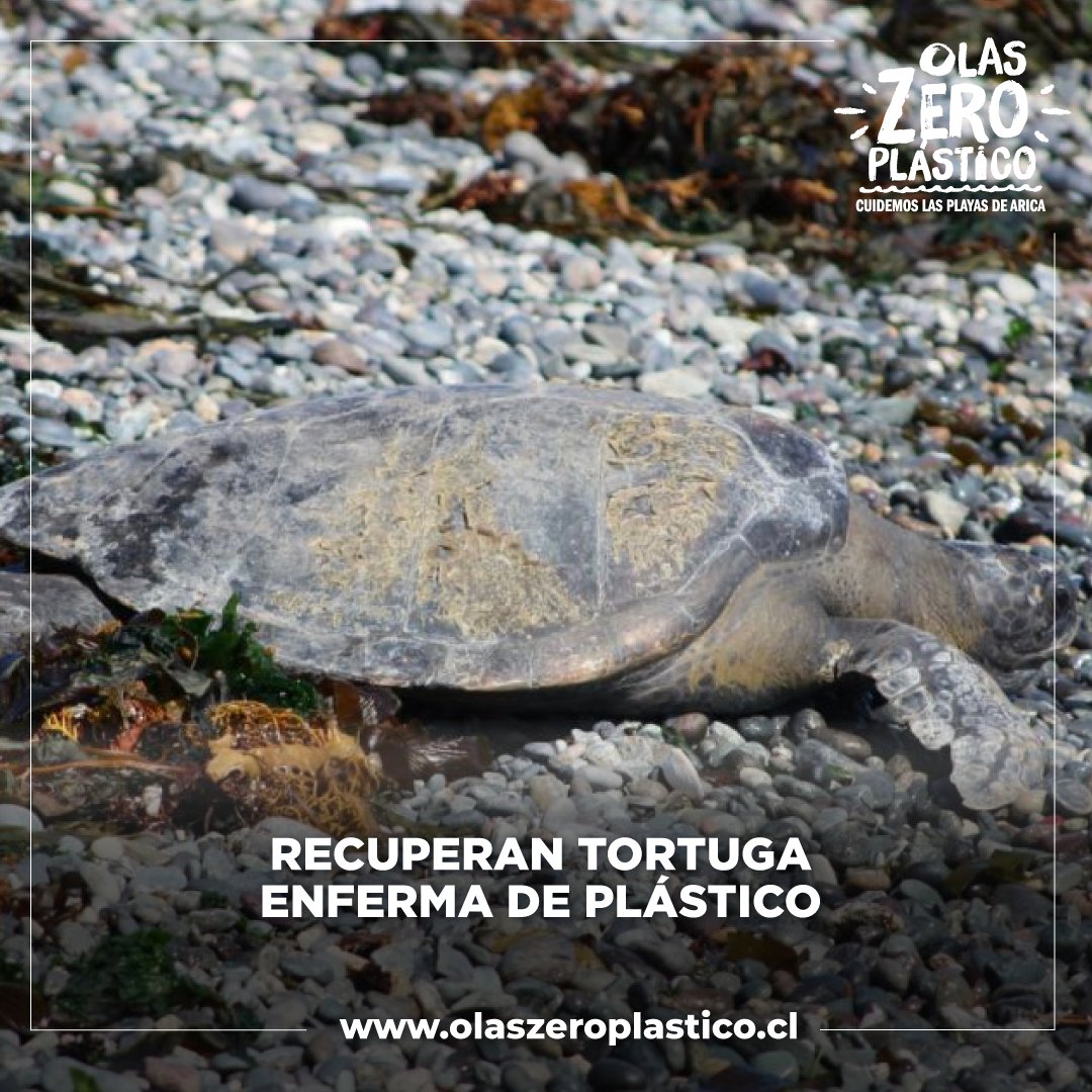 olaszeroplastic's tweet photo. Nos gustan los finales felices 🐢💚 Una tortuga marina enferma por ingerir plásticos pudo volver al mar gracias a un centro de rehabilitación. Ayudemos a proteger nuestro océano y a mantener nuestras playas libres de plásticos. #OlasZeroPlástico #Arica https://t.co/HEHfZ9aXh7