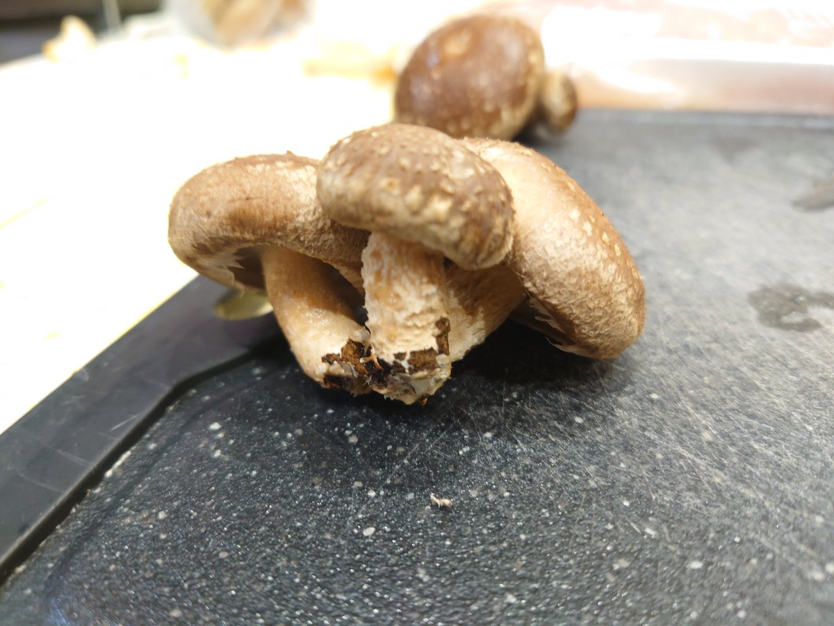 zenufonius's tweet photo. 三つ子とお子さま付きを発見した
#椎茸
#椎名を食べよう https://t.co/mnn5IoA8Kw