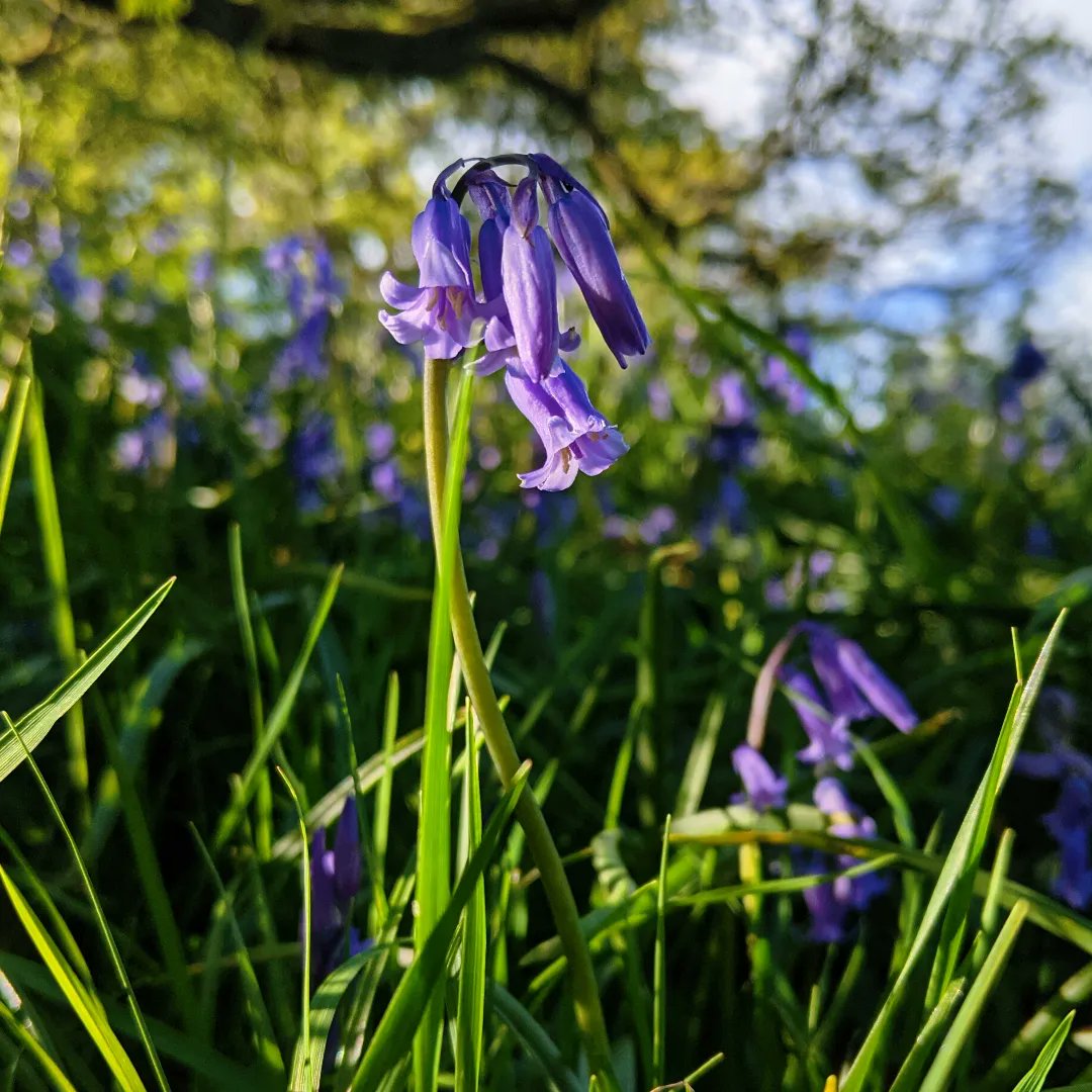 hazel_mount's tweet photo. Swathes of native bluebells, mown pitches and stunning views ready to welcome you for a near wild camp experience. Solo, family, groups &amp; entire site hire available. 
#camping #LakeDistrict 
@cumbriapictures @ShowcaseCumbria @LakesCumbria @WestTourism @StormHour @CumbriaWeather https://t.co/KDUeN9zejK