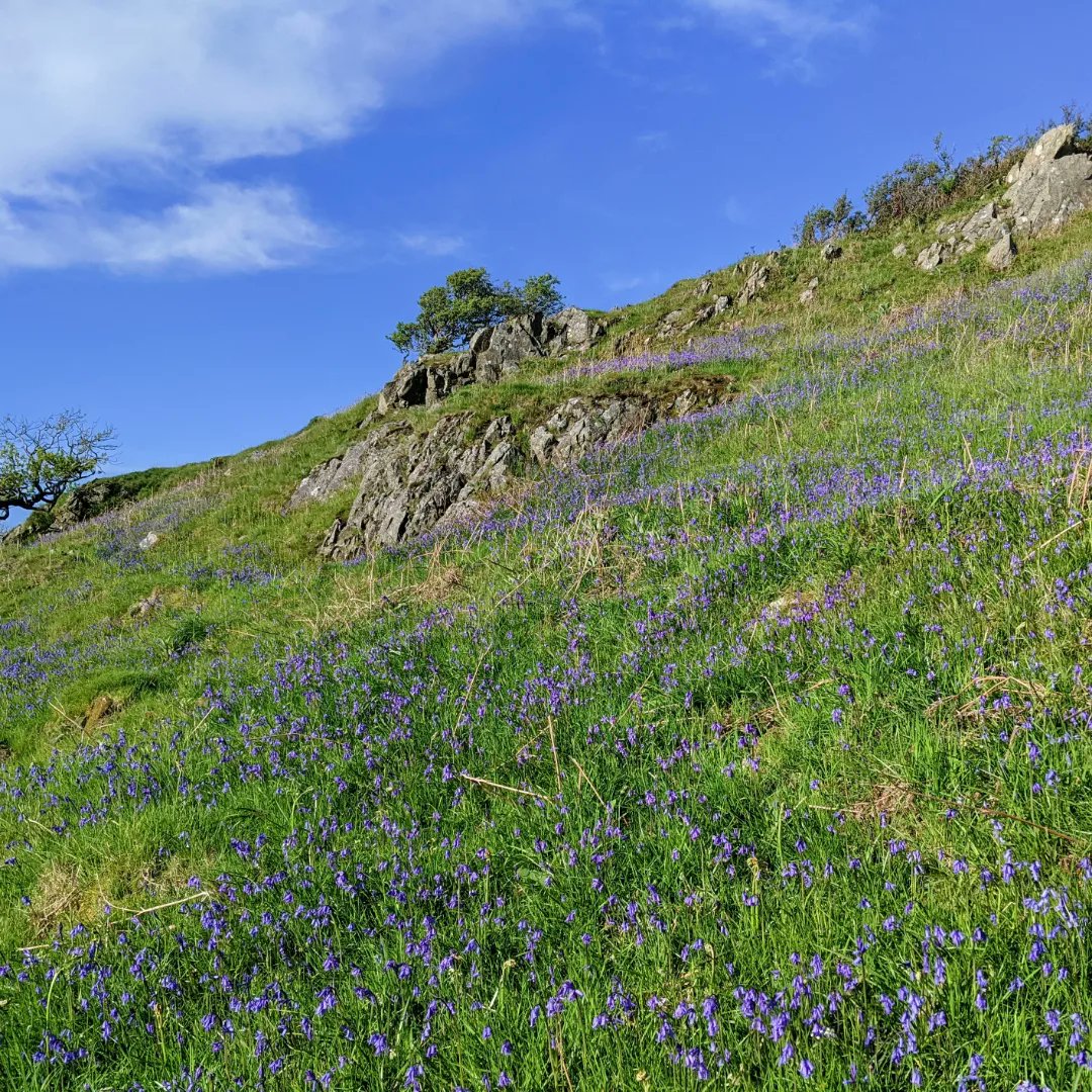 hazel_mount's tweet photo. Swathes of native bluebells, mown pitches and stunning views ready to welcome you for a near wild camp experience. Solo, family, groups &amp; entire site hire available. 
#camping #LakeDistrict 
@cumbriapictures @ShowcaseCumbria @LakesCumbria @WestTourism @StormHour @CumbriaWeather https://t.co/KDUeN9zejK