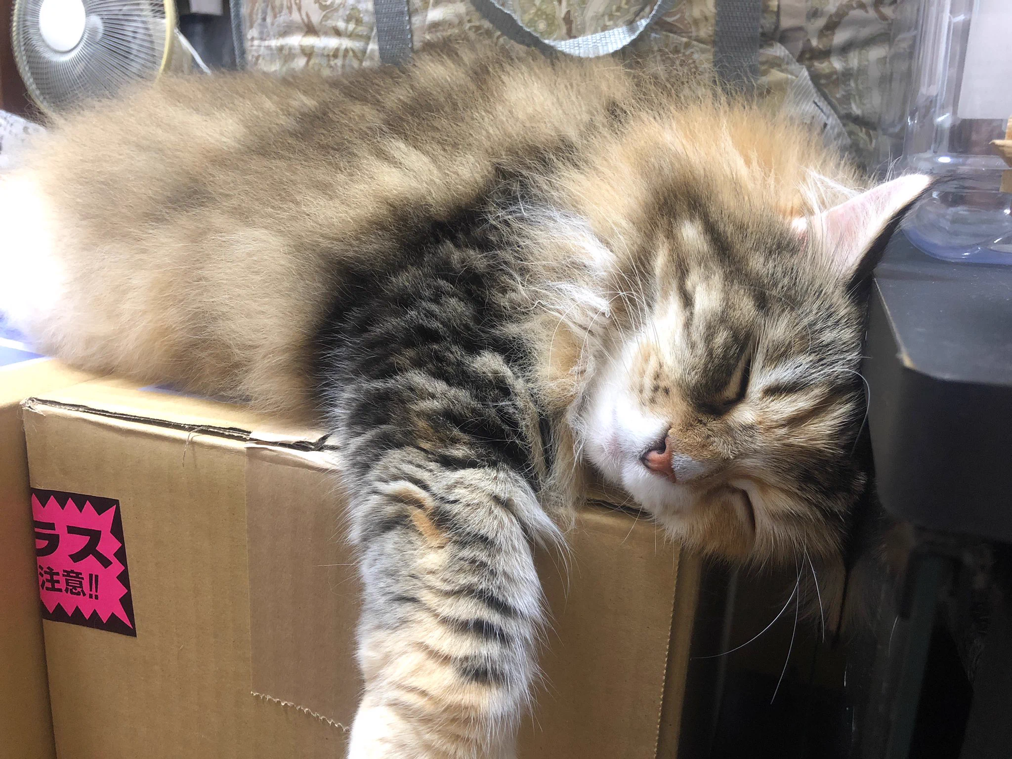@Love98054108 もうバズり疲れてるだろうところ申し訳ないのですが、うちの猫と色味とかが少し似てて勝手に親近感です🥹 