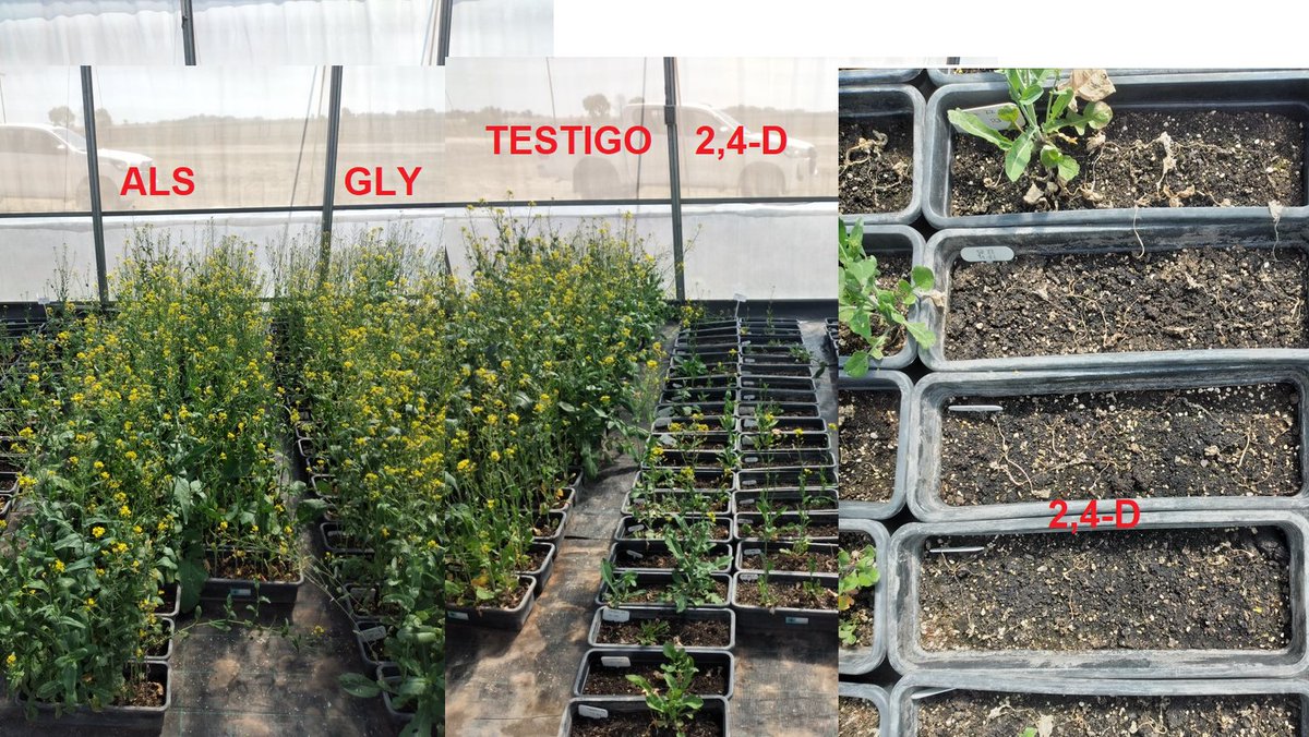 De manual: Resistencia sitio activo (específica) vs no sitio activo de manera gráfica. Con la primera (gralmente mutación d una enzima) el herb tiene efecto cero. Cuando es inespecífica, tenemos diferente grado de control, ya que la planta tiene que metabolizar el herbicida.