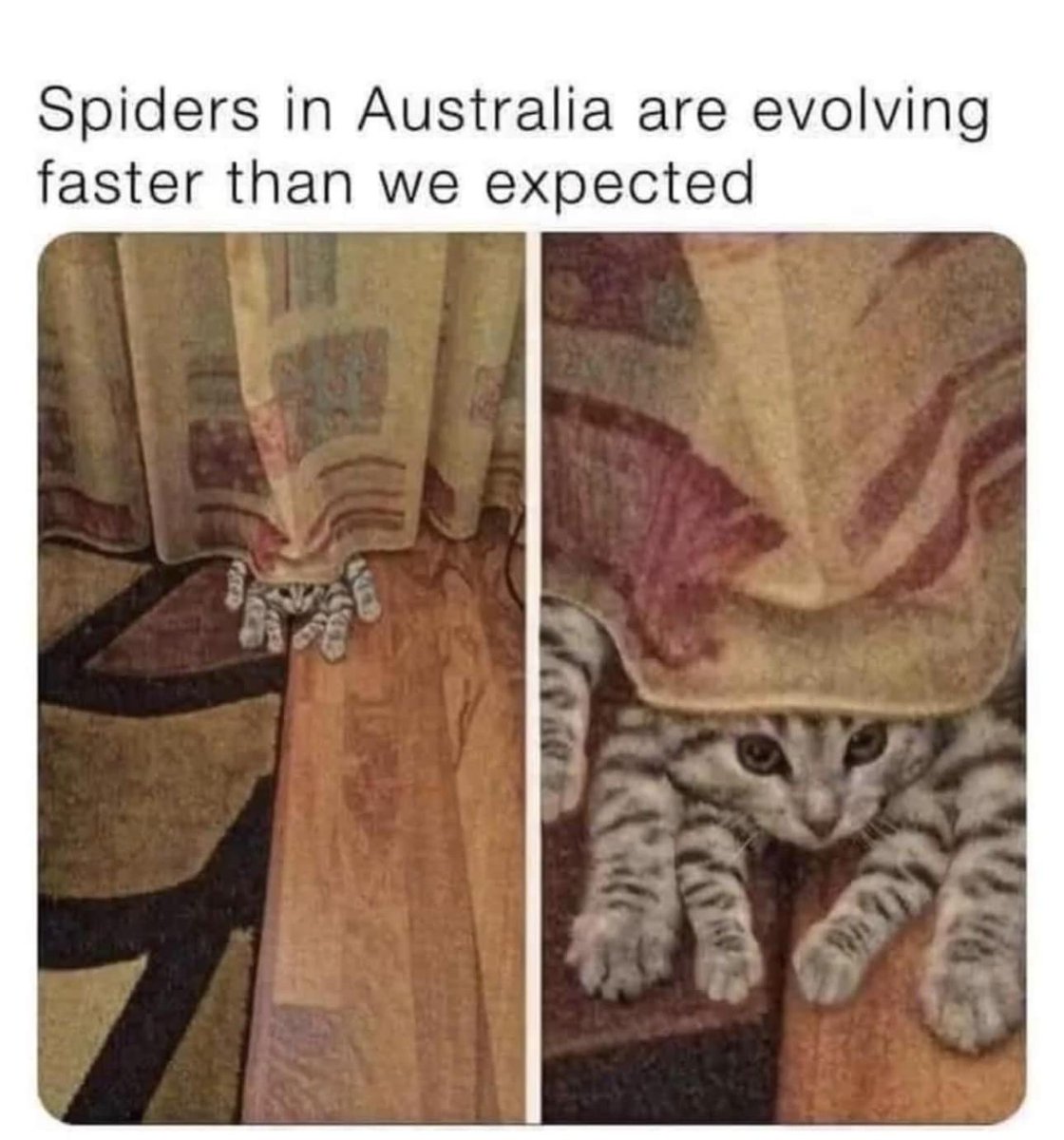 WholesomeMeme's tweet photo. https://t.co/E8y8qf7sXr