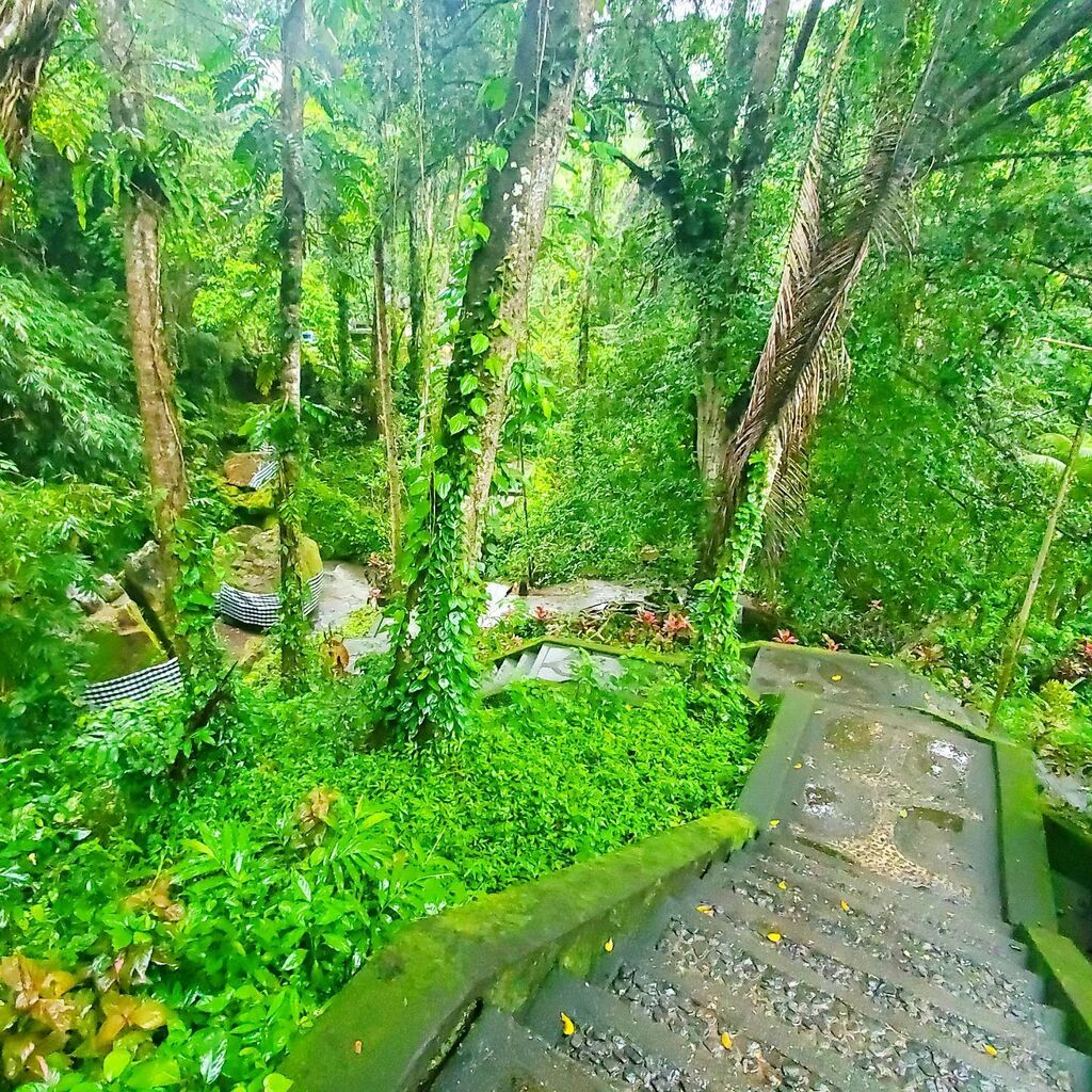 bumblingtourist's tweet photo. 🇮🇩 Chasing waterfalls in the jungle of Bali
Follow our adventures at https://t.co/TPKxhoFGQY .
.
.
#bumblesyo #youtube #travel #indonesia #bali #ubud #jungle #temple #youtubetravel #travelgram #instatravel #ubudbali #baliindonesia #travelindonesia #t… https://t.co/xChCoj1M1n https://t.co/8qX4MKoKGN