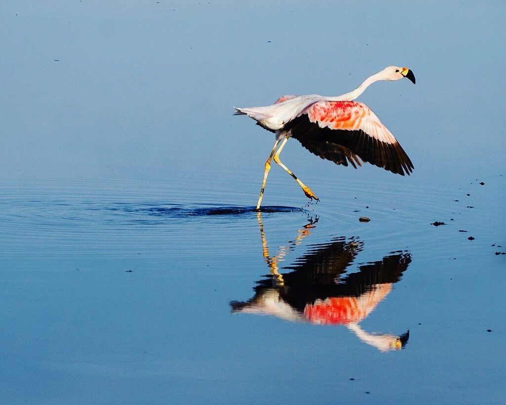 rovinglight's tweet photo. Dancing Symmetry 

#travel #throwbackthursday #chile #sanpedrodeatacama #flamingo #lagunachaxa #dance #flight #symmetry #wanderer #rovinglight https://t.co/ha80eRXhE5 https://t.co/xlW5Z6Znic