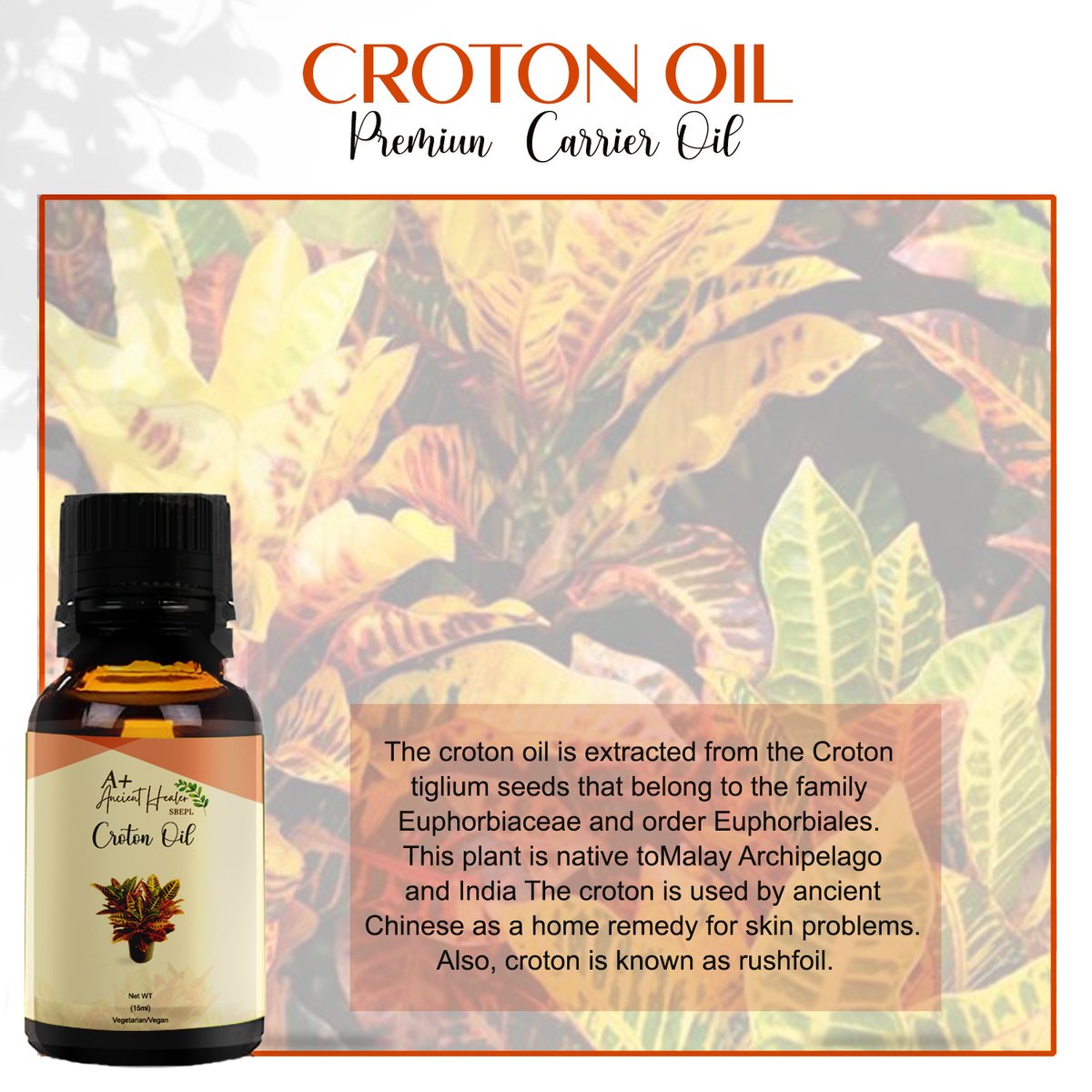 ESurajbala's tweet photo. 🌿📸 Check out this amazing Croton Oil transformation! 🌿✨ Tag a friend who would love this vibrant beauty! 🌈💚

#CrotonOil #PlantLove #IndoorJungle #HouseplantCommunity #GreenThumb #PlantLovers #UrbanJungle #PlantAddict #IndoorPlants #PlantObsessed #PlantParenthood #PlantGoals https://t.co/pUygDjN2Hw