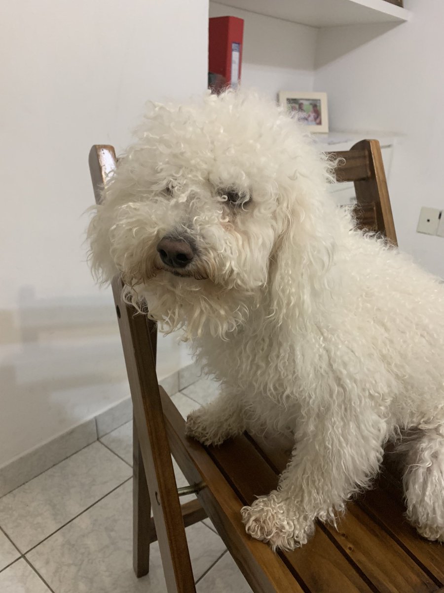 Estamos buscando a Roger salio ayer y no volvio’,si lo vieron por favor comunicarse