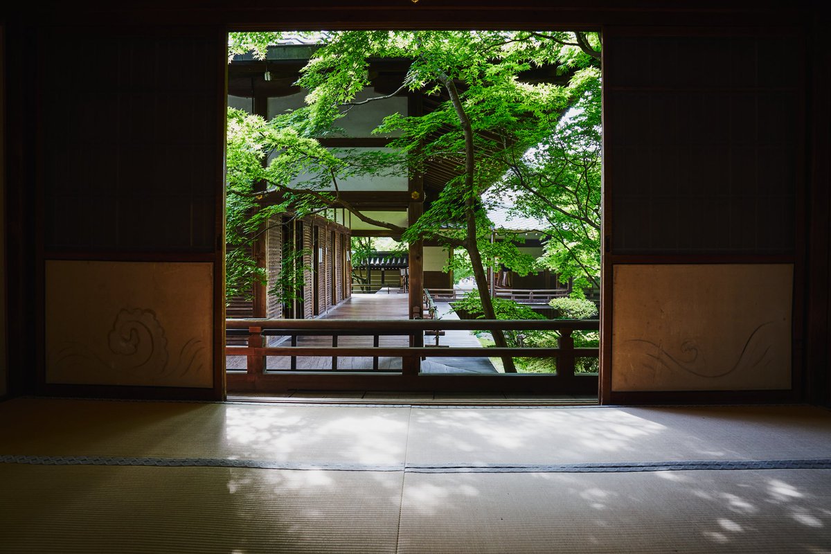 stone0flower's tweet photo. 永観堂にて
#kyoto 
#green
#lightsandshadow
#写真で伝える私の世界 
#お寺 
#永観堂 https://t.co/NVNG7Q3Wao