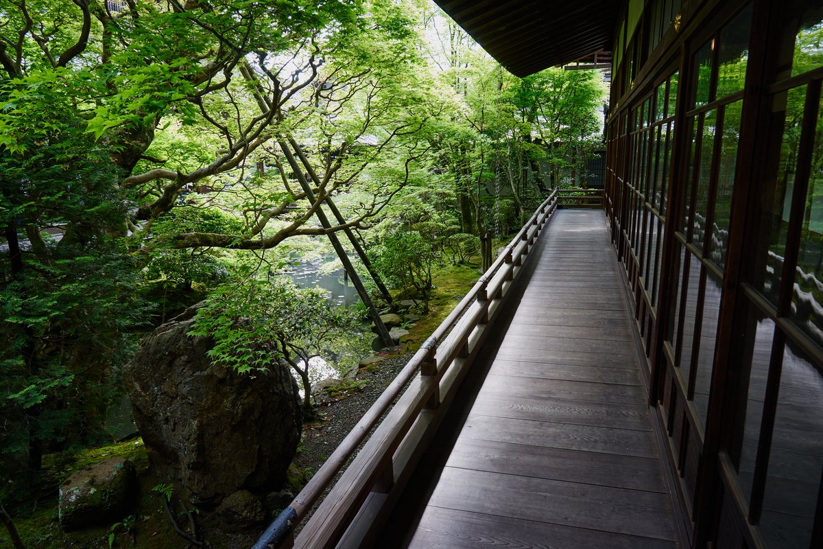 stone0flower's tweet photo. 永観堂にて
#kyoto 
#green
#lightsandshadow
#写真で伝える私の世界 
#お寺 
#永観堂 https://t.co/NVNG7Q3Wao