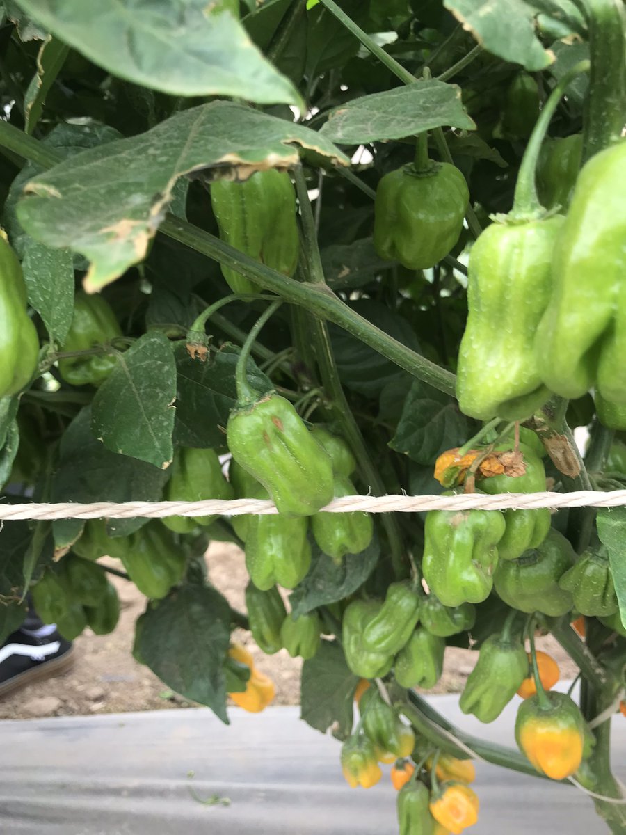 okoreuchenna's tweet photo. Hello my friends! Hello Farmers!!
I bring you good news.

Tomatoes is going to be scarce this year. 
Do you know why?
Have you heard of Tuta absoluta?
I will be holding a webinar on the IPM strategy for controlling this pest. #tomatoes #farming #Nigeria #Seedforthagro #vegetables https://t.co/CriZGt8pqE