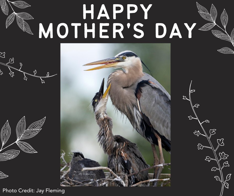 Delaware Estuary tweet media