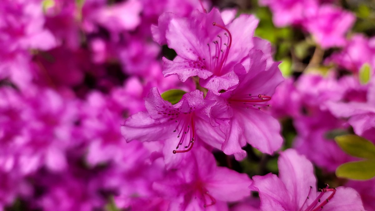 주홍맘 tweet media