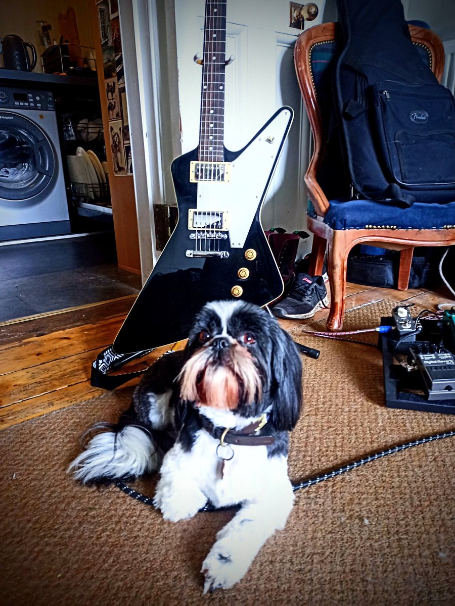 I love how @323bce's Shih Tzu matches my guitar. 

Also - tix for tomorrow's show at <a href="/leithdepot/">LEITH DEPOT</a> are selling fast. Get yours at tikt.link/AcolyteSTP