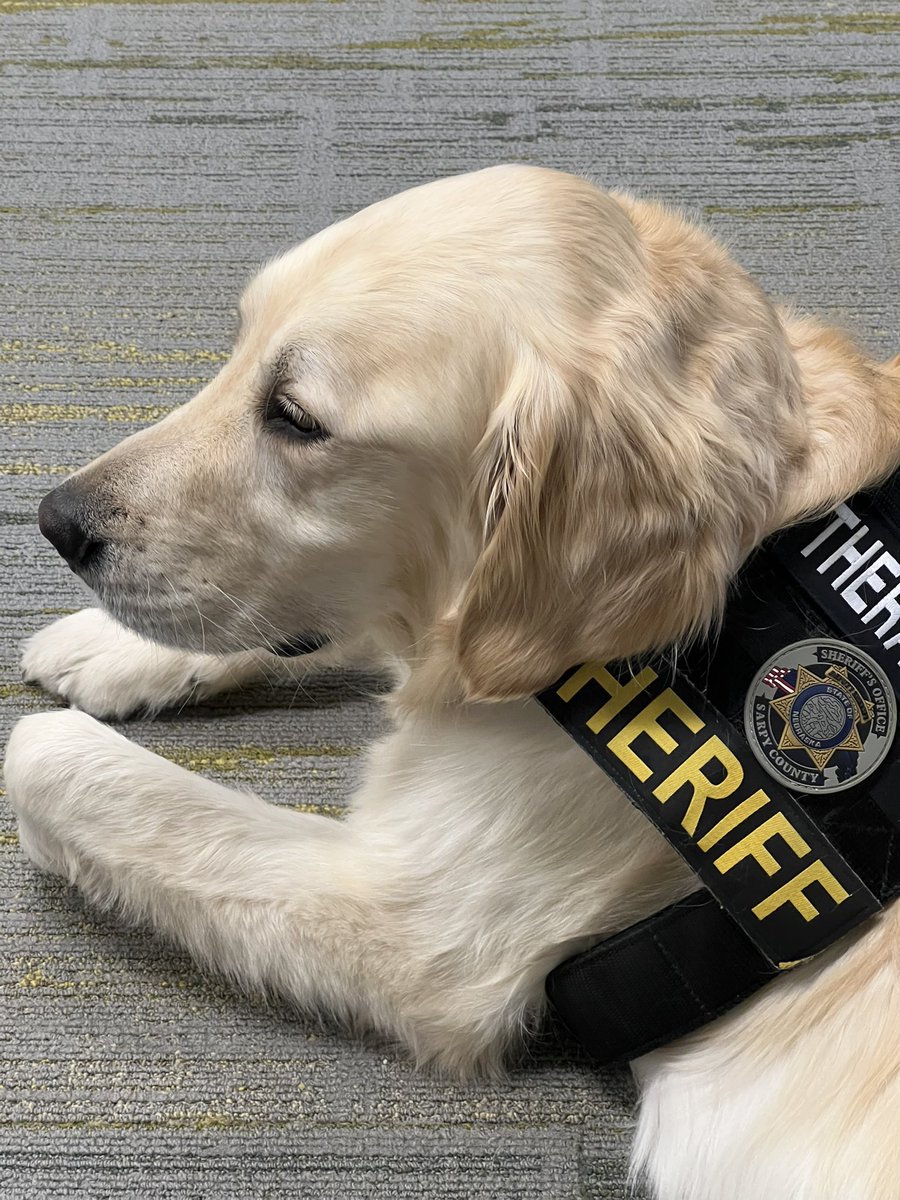 So grateful for this guy…it never gets old seeing people’s faces when they see him! He loves his job, which is loving on people! Is it wrong that there are days I’d rather hang out with <a href="/WonderdogHenry/">Henry the Wonderdog</a> than people sometimes?😂 I’m glad he’s a family member &amp; a co-worker.