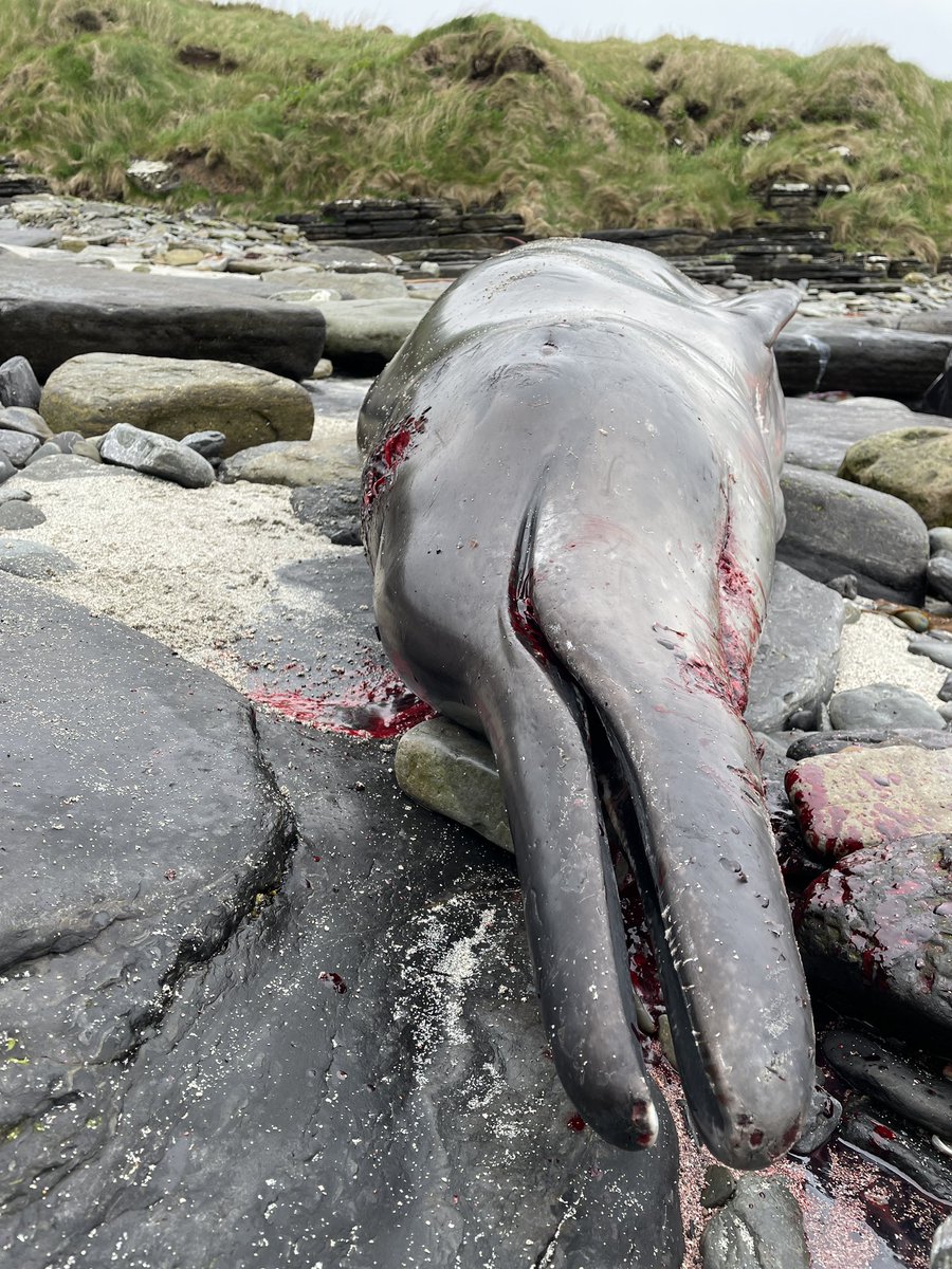 Joined the @strandings team on Shapinsay for a full necropsy of this male juvenile Sowerby’s beaked whale today 🐳🐳🐳