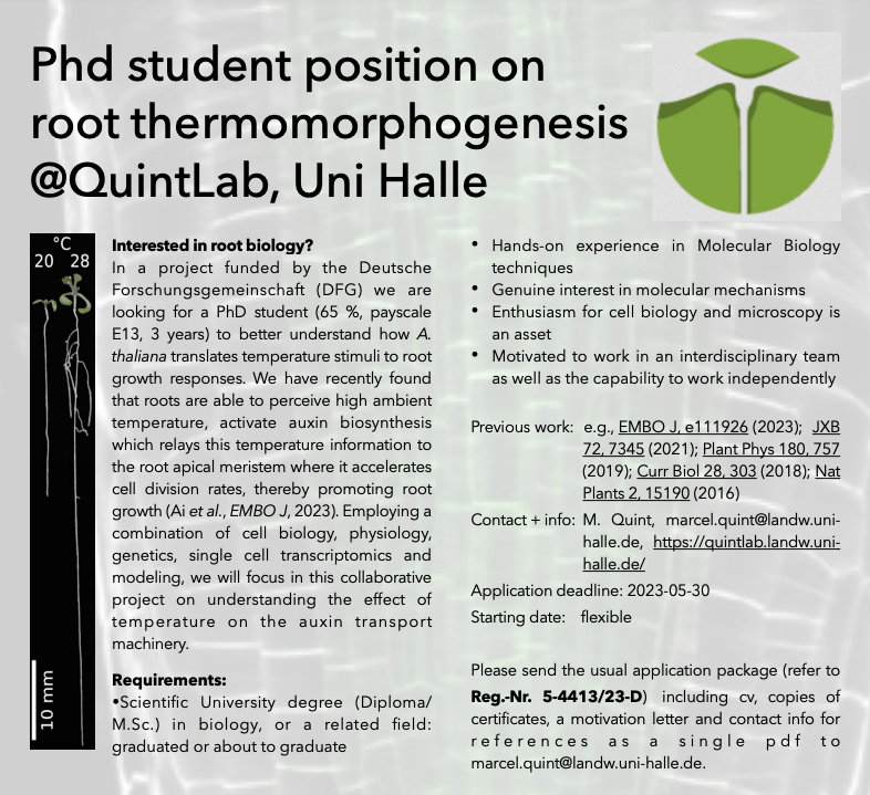PhD position available in the @QuintLab on how plant roots sense temperature
quintlab.landw.uni-halle.de/files/2023/05/…