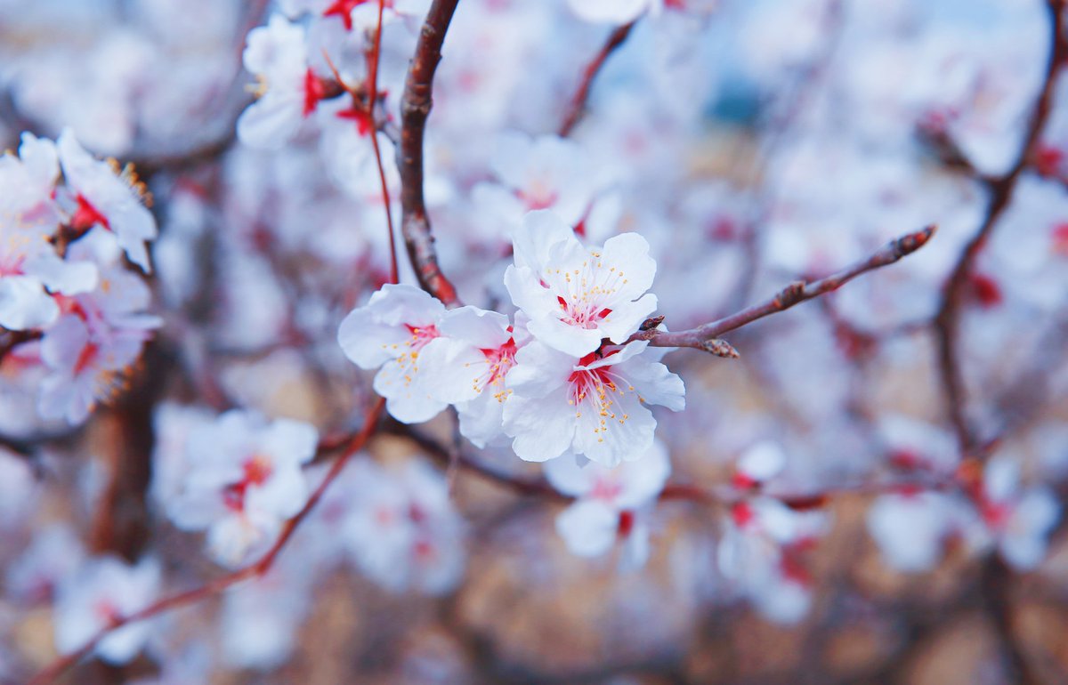 mzlcyxsl's tweet photo. Под весенним ветерком по всему саду распустились цветы абрикоса.  #SpringinInnerMongolia  #Весна во Внутренней Монголии https://t.co/DCRf7pts2b