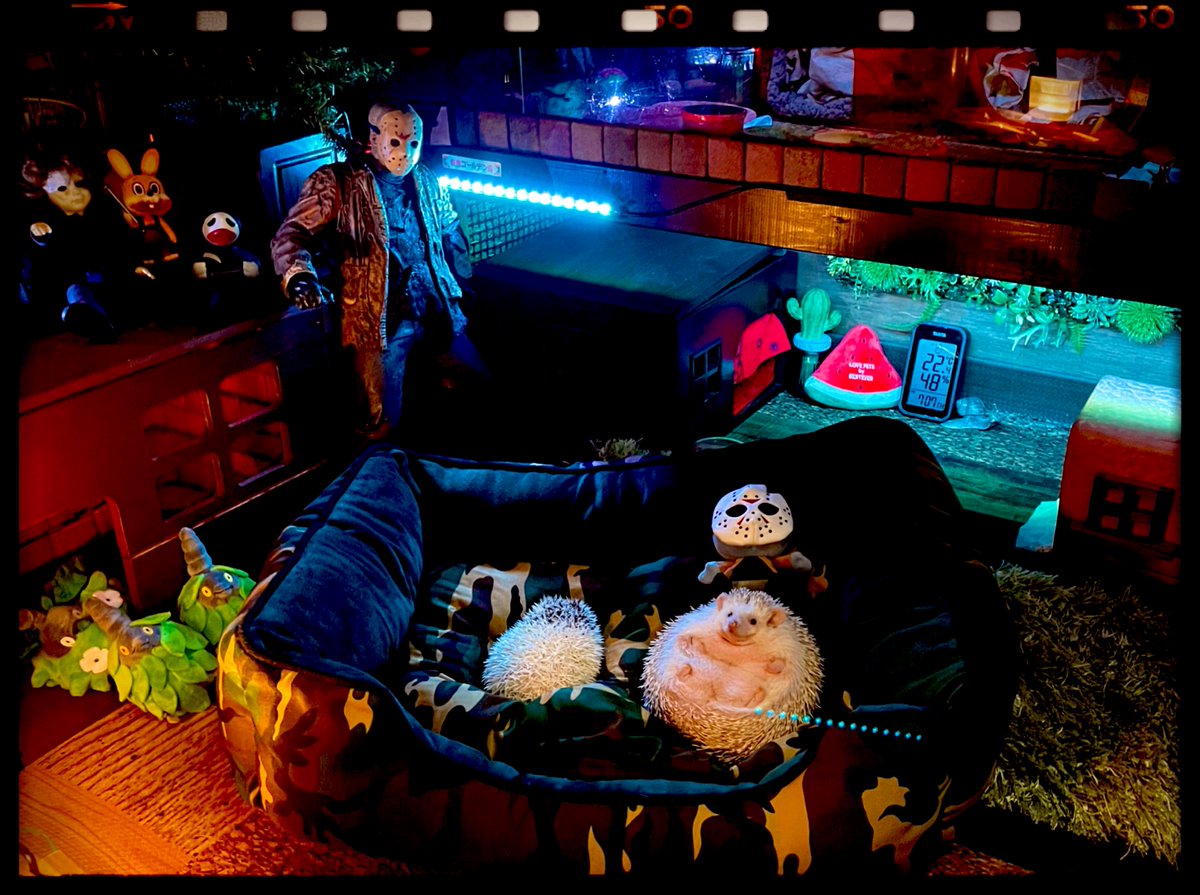 112Amityville's tweet photo. Vel'Koz.1120㌘.
Viego.523㌘.
#hedgehog
#JasonVoorhees
#アルンUenoZoo
#MichaelMyers
#Wormadam #Burmy
#RobbieTheRabbit
#Tokyo 🇯🇵 #Japan https://t.co/F7KSEZZIq6