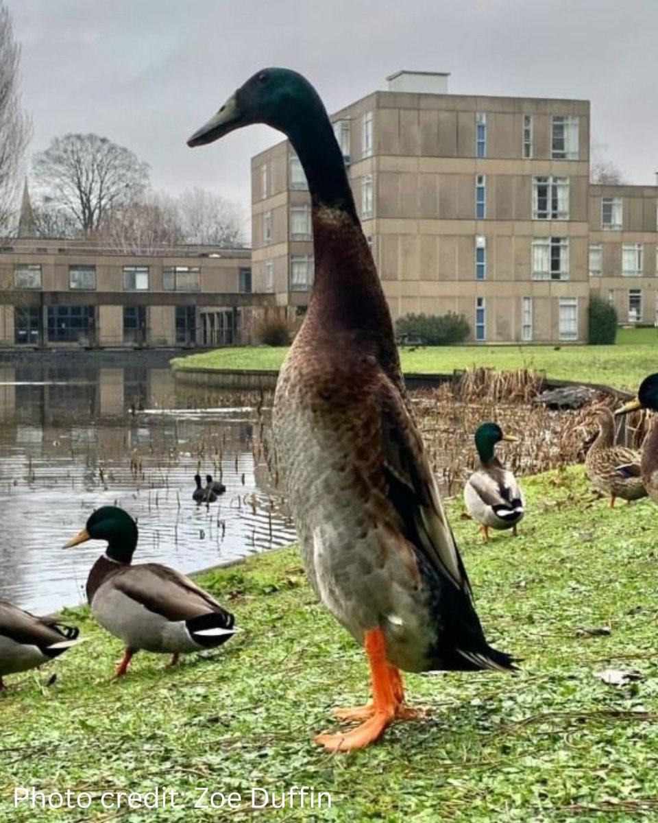 Long Boi: gone but not forgotten 😢 In honour of @UniOfYork's avian superstar, here's a thread about this statuesque breed of duck 👇