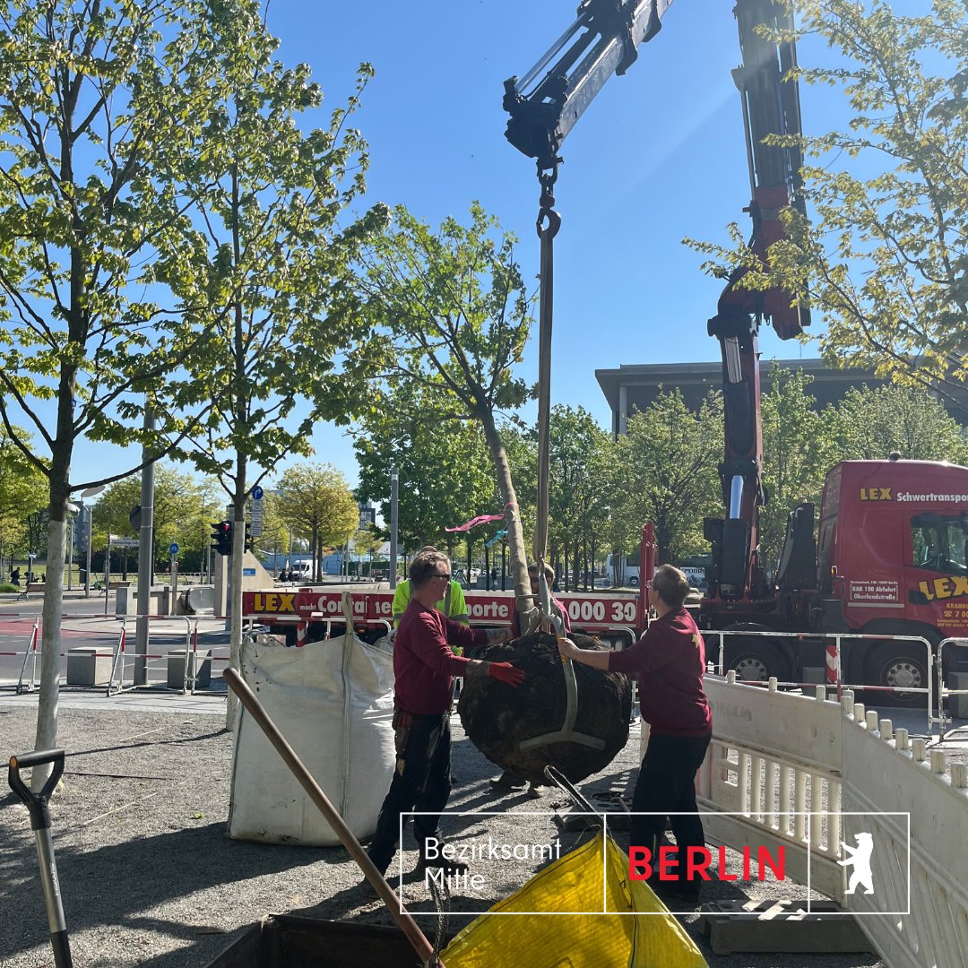 Bezirksamt Mitte (@ba_mitte_berlin) on Twitter photo Die Baumgruppe vor dem Bundeskanzleramt ist wieder vollständig. Heute wurde ein Rotahorn gepflanzt - als Ersatz für den Baum, der am 21. Februar dort mutwillig zerstört worden war. Unser herzlicher Dank gilt dem <a href="/BdB_eV/">Bund deutscher Baumschulen e.V.</a>, der den Baum gespendet hat. Die Baumgruppe vor dem Bundeskanzleramt ist wieder vollständig. Heute wurde ein Rotahorn gepflanzt - als Ersatz für den Baum, der am 21. Februar dort mutwillig zerstört worden war. Unser herzlicher Dank gilt dem <a href="/BdB_eV/">Bund deutscher Baumschulen e.V.</a>, der den Baum gespendet hat.