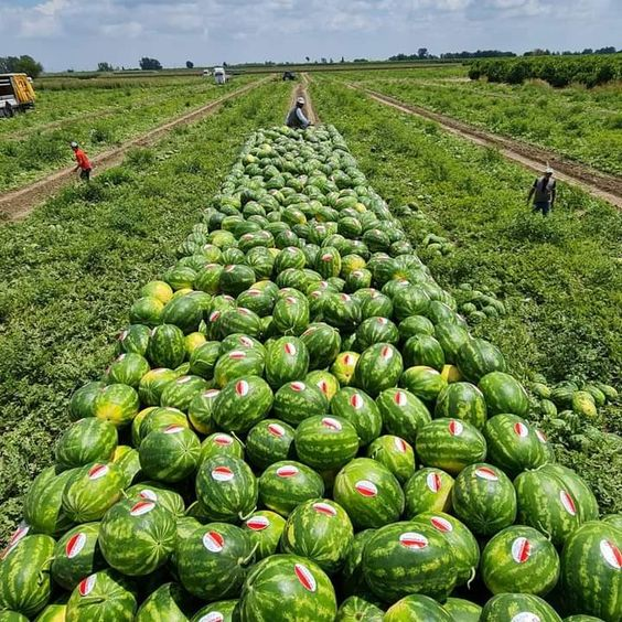 Agribusiness Media tweet media