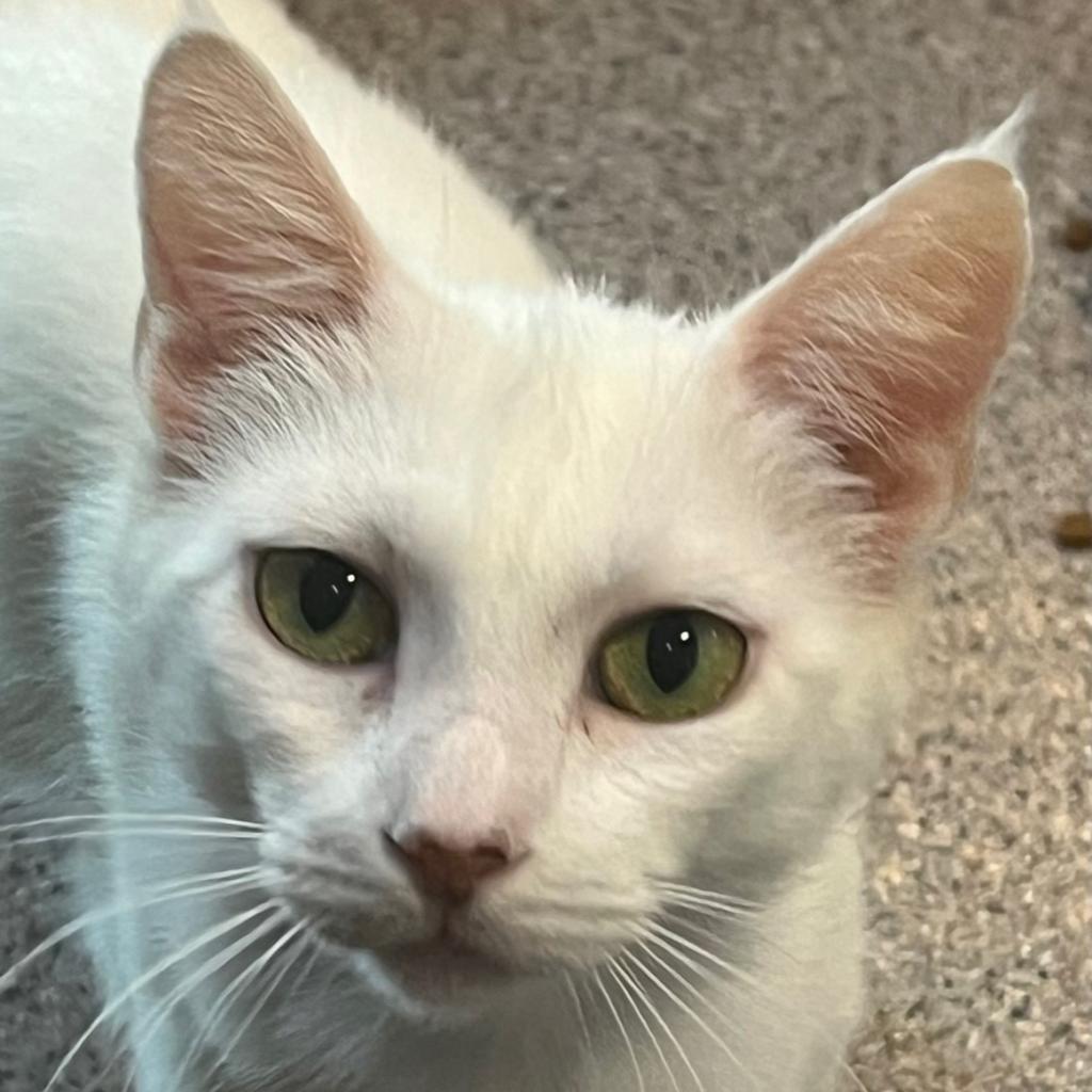 CatDepot's tweet photo. Meet Skittles!

She is a 7-year-old beautiful white kitty with stunning green eyes. She is very sweet, a little shy and looking for a quiet home that can provide her with so much love.

Interested in adopting Skittles? Visit https://t.co/hp4reujjUE to start your adoption https://t.co/w92snPpnSd
