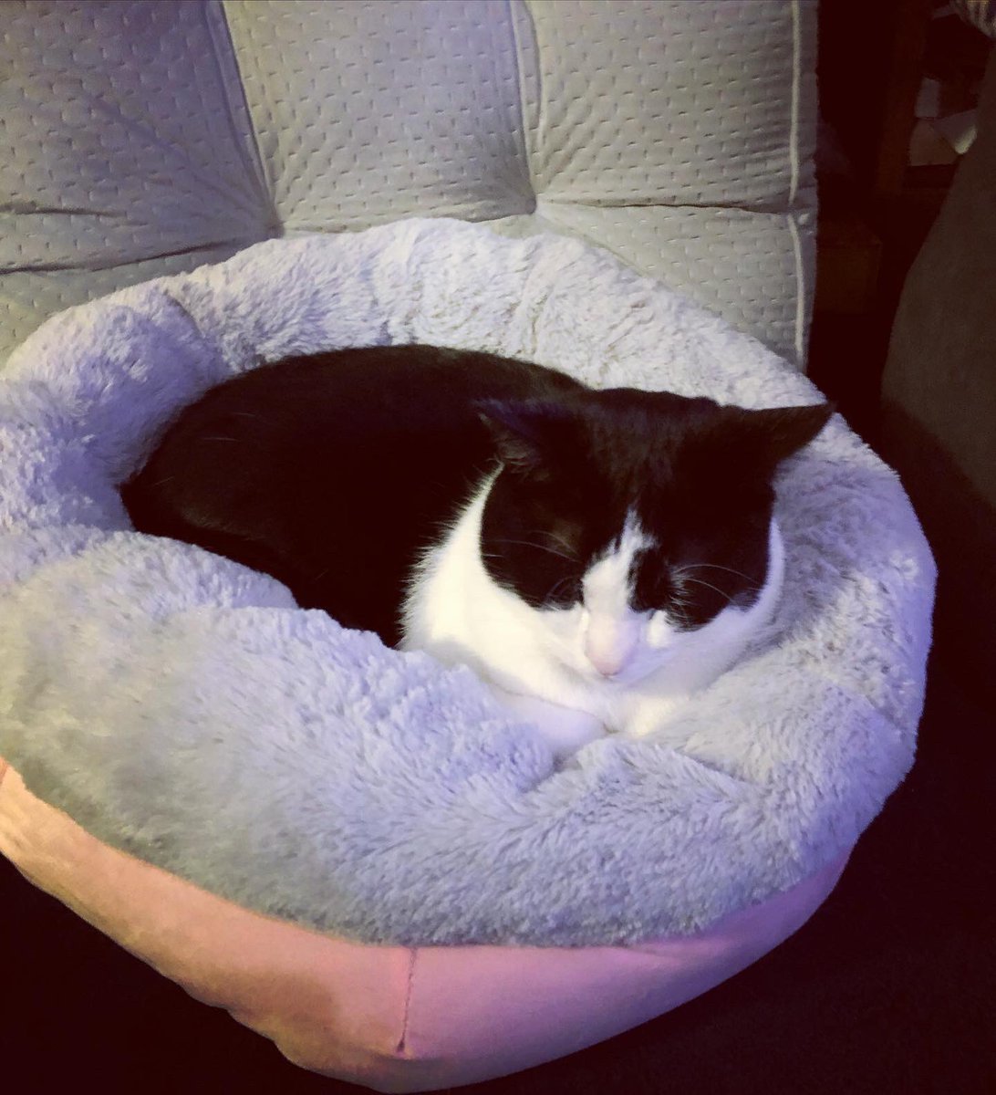 Kitty_Dingolove's tweet photo. ちんまり、シンバ君😻💤💤

#catbed #blackandwhitecat #tuxedocat #snugglebed #sleepycat 
#はちわれボーイ #タキシードキャット #眠いねこ #ハチワレ猫 https://t.co/nDeRHPriCx