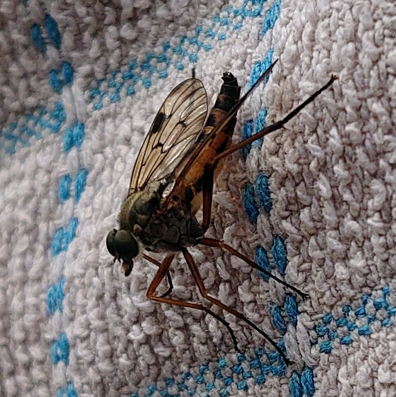 Twitter pals - can anyone help identify this insect? Seen a few around over last few days and this is best photo I can get. Never seen these before 🤔

#InsectThursday #insectID