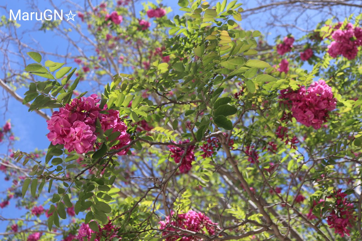 “Tus valores crean tu brújula interna que orienta el cómo tomas decisiones en tu vida”.
Roy T. Bennett
#NaturePhotograhpy #nature #photography #naturaleza #fotografía #tree #árbol #flowers #flores #valores #RoyTBennett