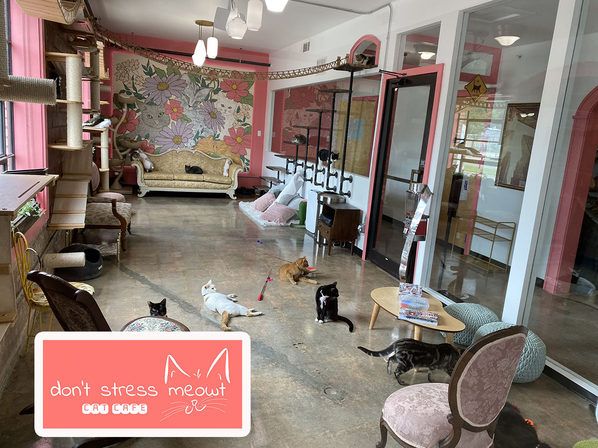 OKCTalk's tweet photo. Don't Stress Meowt, OKC's first cat cafe opens Saturday at 1900 Linwood next to Dead People's Stuff.

A res for the cat room is recommended due to demand: https://t.co/IkFKRdeVk2.

All the kitties need loving homes.  Hours are 12-8 daily, closed Mondays https://t.co/W2rC6Wb9wz