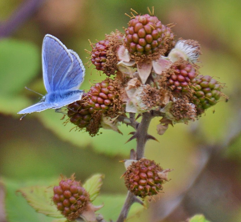 TheSuffolkMan's tweet photo. #SmallBlue ?? #Butterfly https://t.co/egBKoJu2yn
