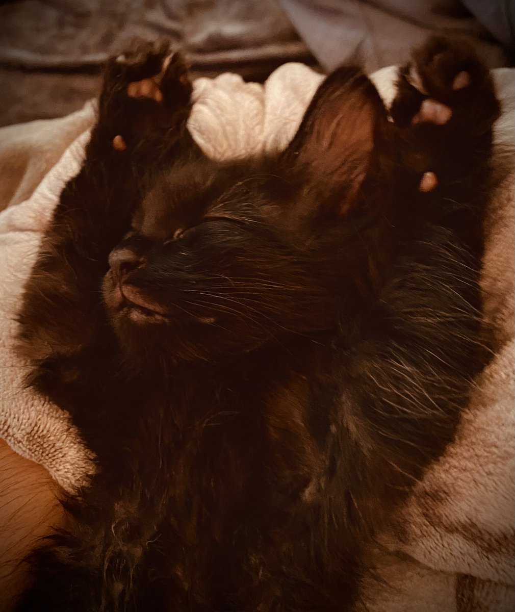 DearFawnIF's tweet photo. @ShouldHaveCat Bonus sleepy baby Wolfe https://t.co/wn9qxHgm1o