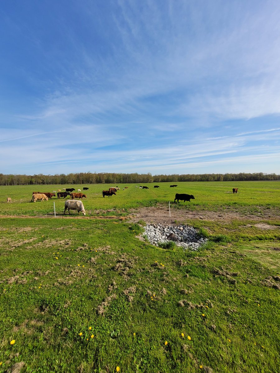 This was wheat last year. Cover crop after wheat, NRich applied, manure applied. Grazed in the fall, grazing this spring, then soybeans to be planted in a week or 2. #ontag #beef #covercrops