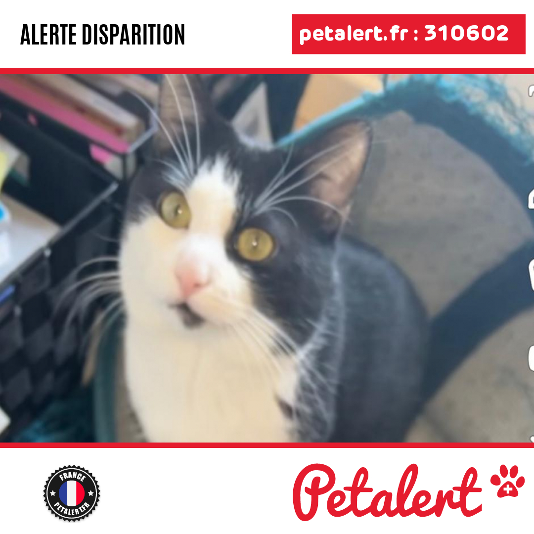 petalert_france's tweet photo. Disparu #Chat #SeineSaintDenis #Montreuil #Petalert  #PetAlert93 / https://t.co/xi0fp24VWK https://t.co/HinMKmYLzb