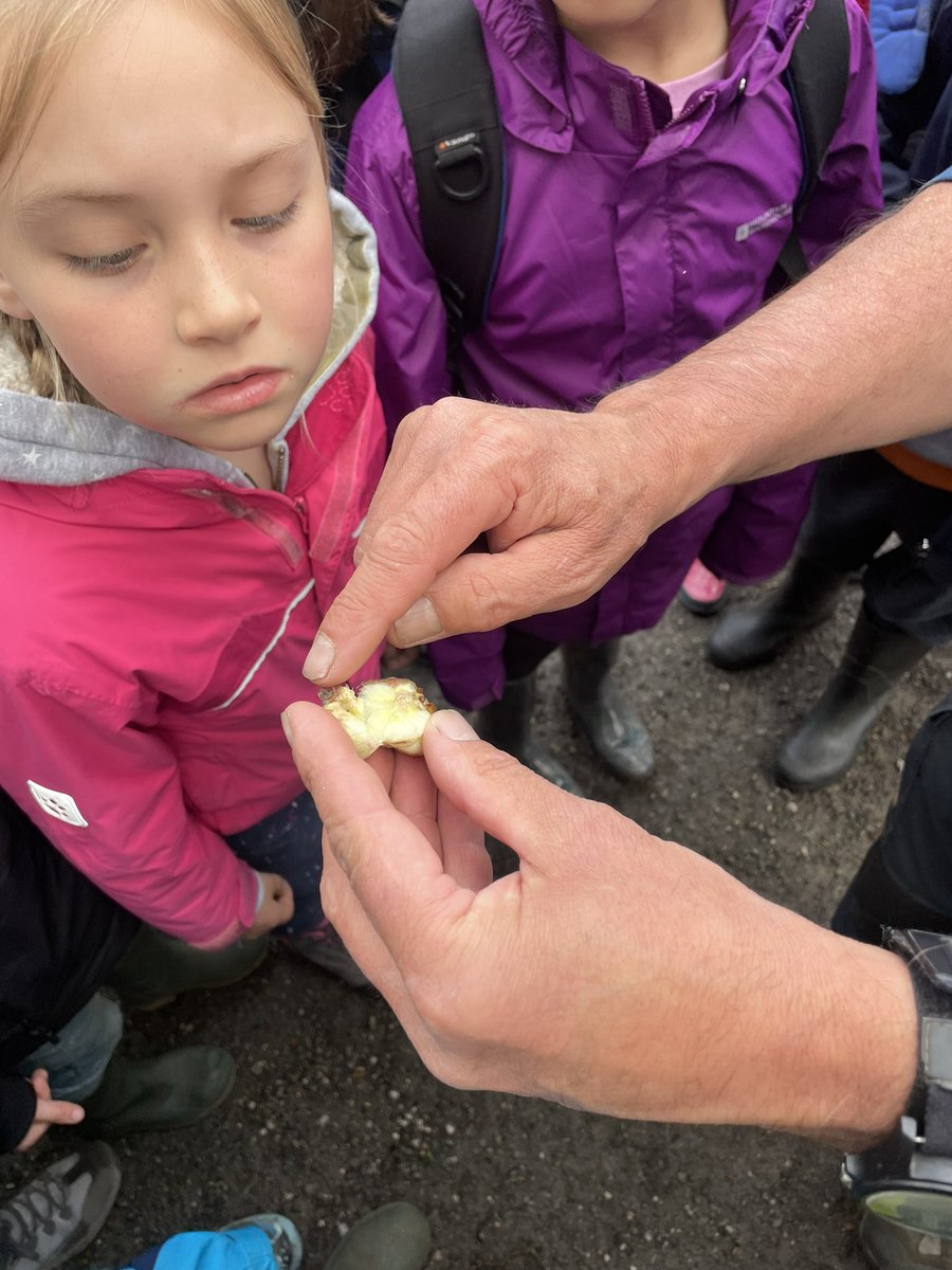 Learning about Gall Wasps and oak trees