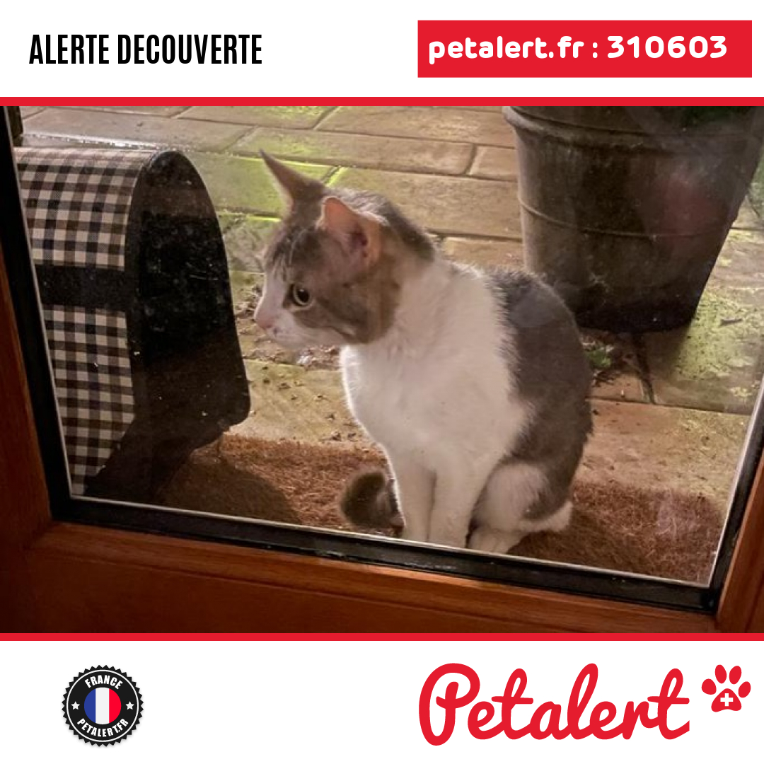petalert_france's tweet photo. Trouvé #Chat #HautsDeSeine #NeuillySurSeine #Petalert #PetAlert92 / https://t.co/PTezAt4cSf https://t.co/XRpHIwydSK