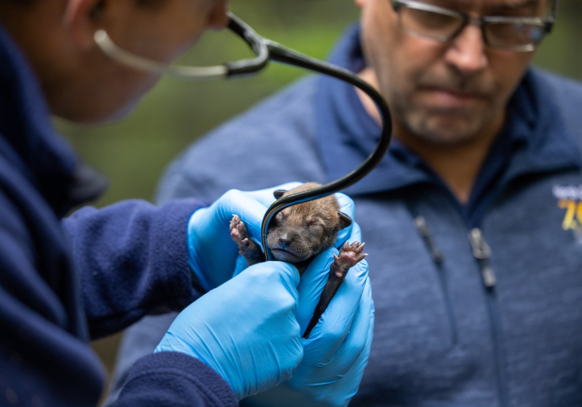 North Carolina Zoo tweet media