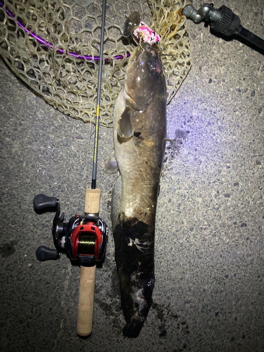 Gen_Yamaguch's tweet image. 今日も今日とてナマズ釣り、
おデコに怪我跡があるんやけど、君シーズン序盤に私に釣られたよね？( ´Д`)

ちなみにロッドは鱒レンジャー
 #TuringMonkey
  #鱒レンジャー