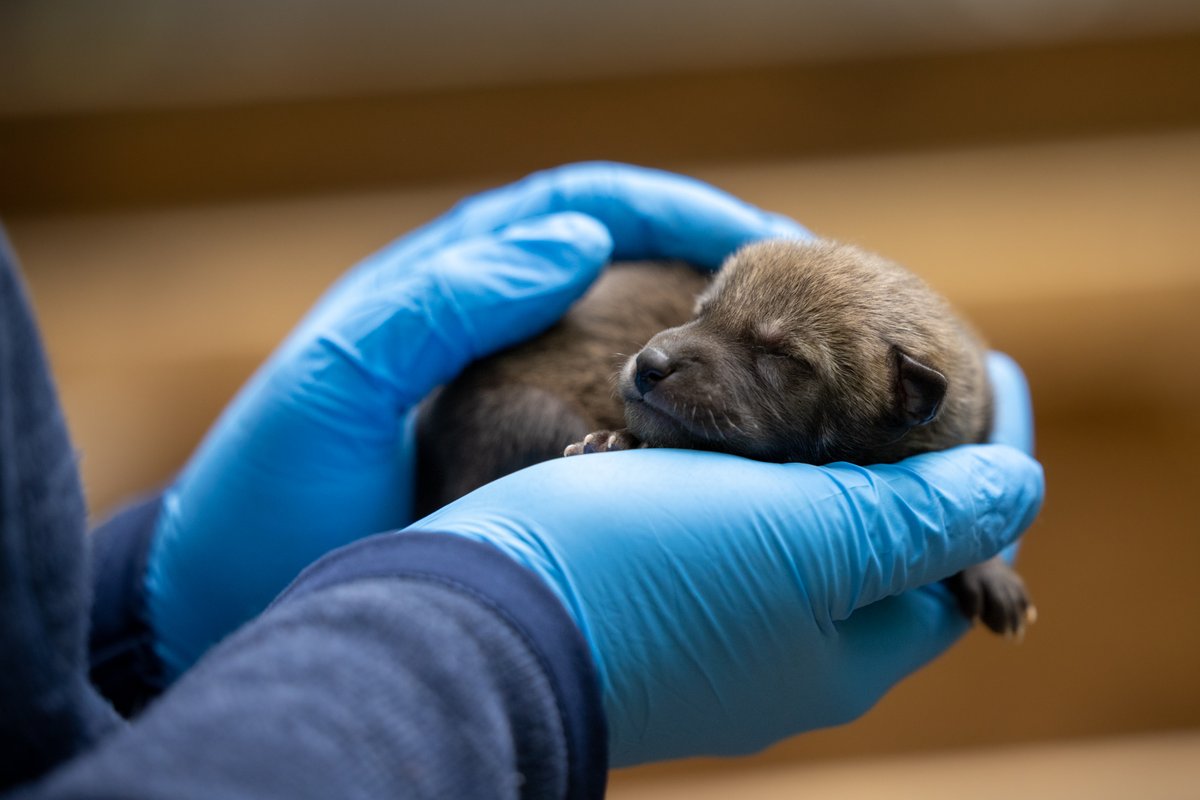 North Carolina Zoo tweet media